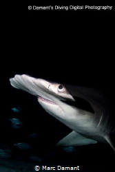 A passer by in the dark! A nite dive turns into a frantic... by Marc Damant 
